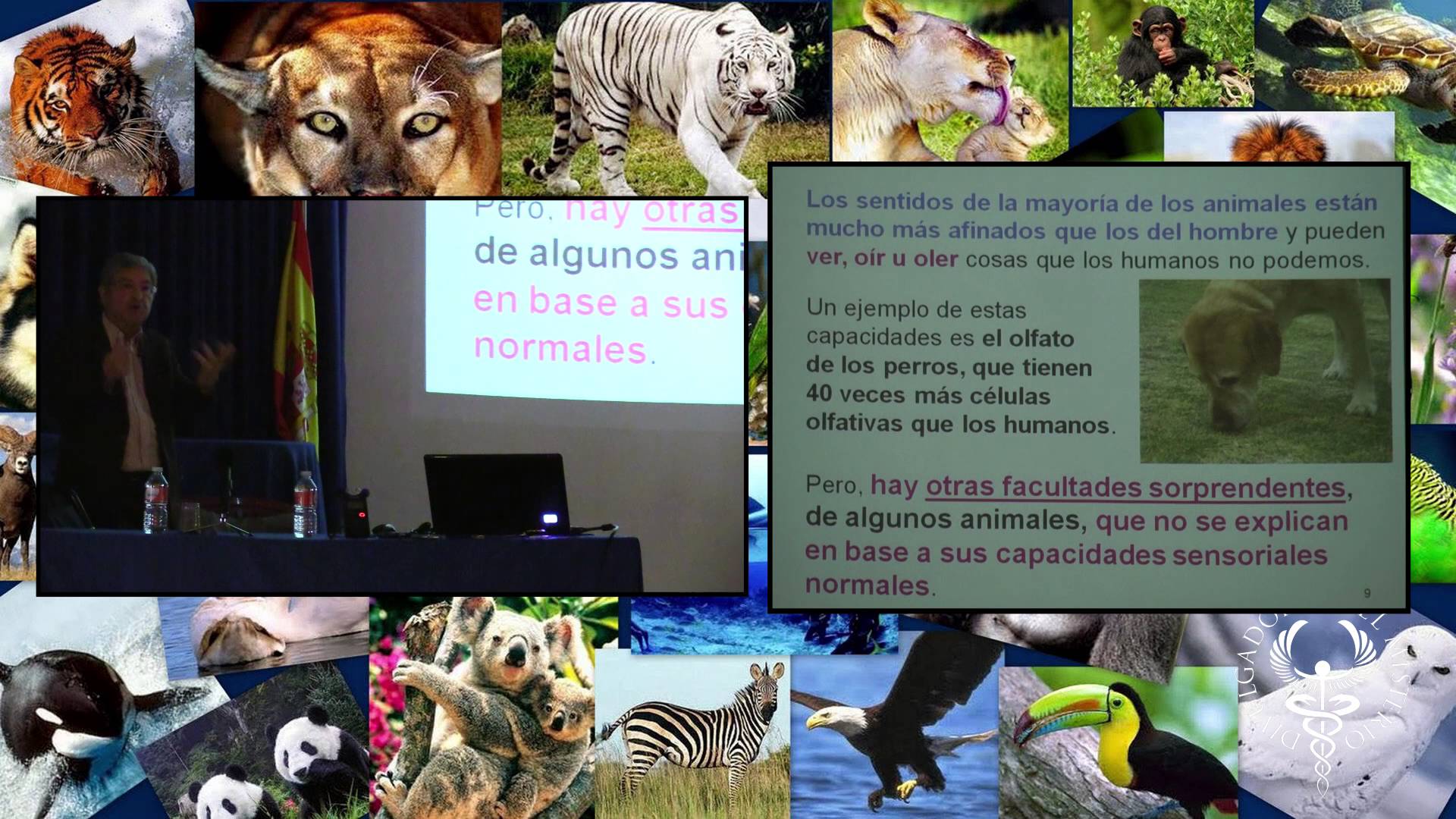 Misterios en el comportamiento de los animales por Alfonso Hernández