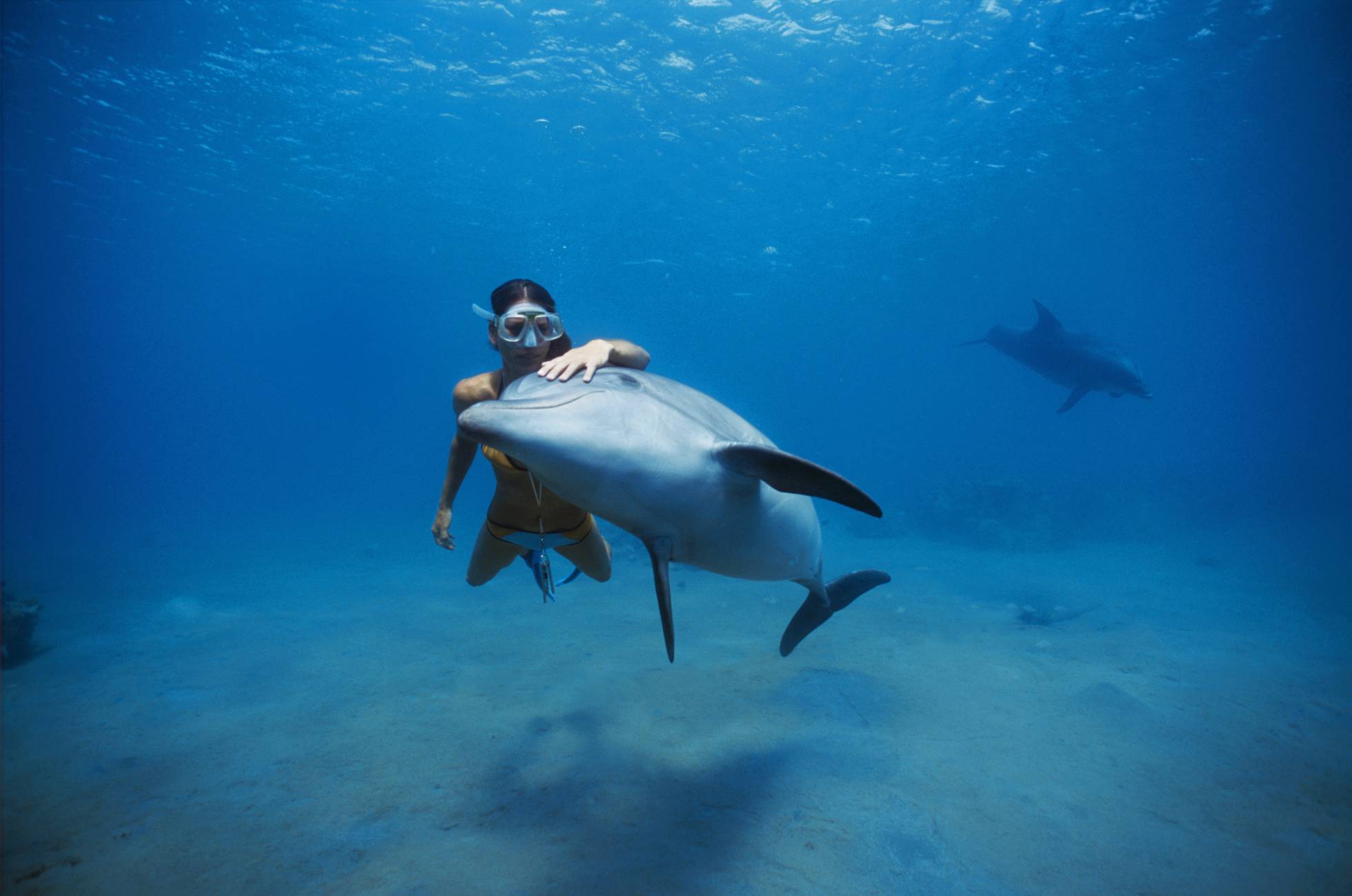 La clave de por qué un delfín vive 17 años y un humano 90