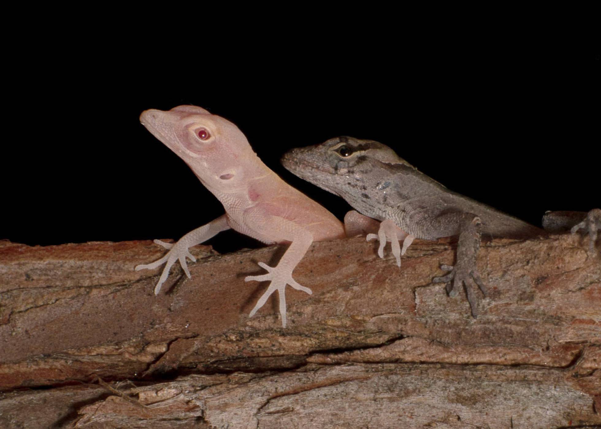 Unas lagartijas con albinismo son los primeros reptiles modificados genéticamente