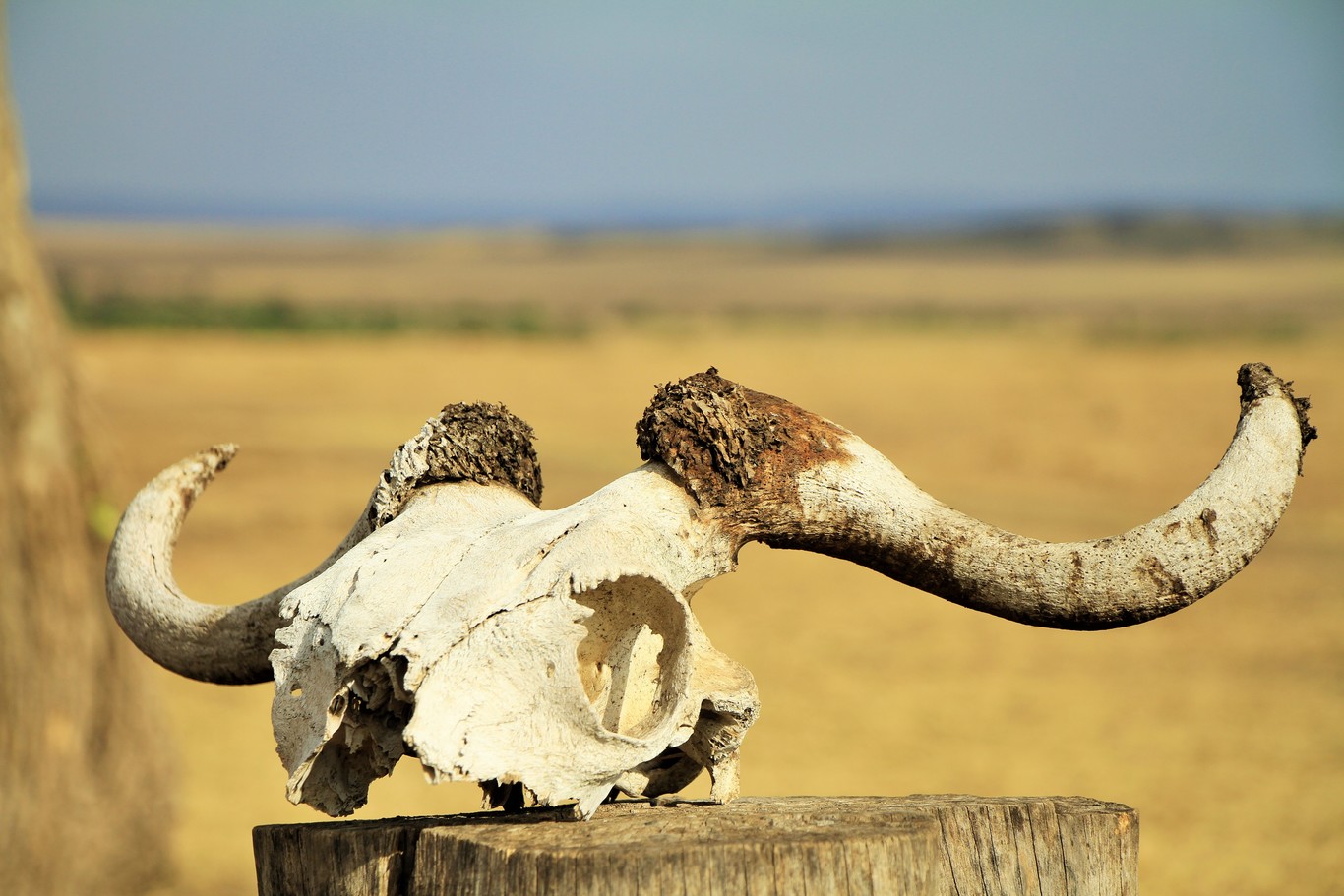 Las muertes de vacas, renos o rinocerontes no es un misterio: son las consecuencias de una maldición, la "de los animales grandes"