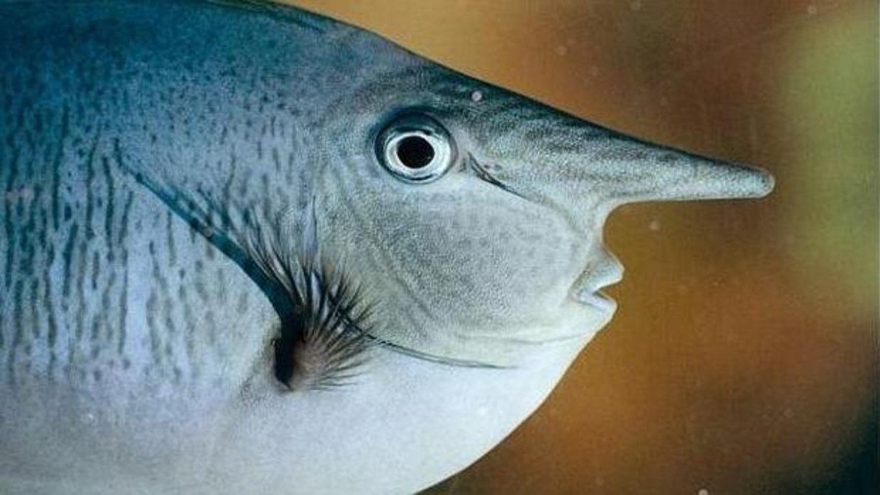 ¿Sienten dolor y pena los peces? El estudio que acaba con el mito