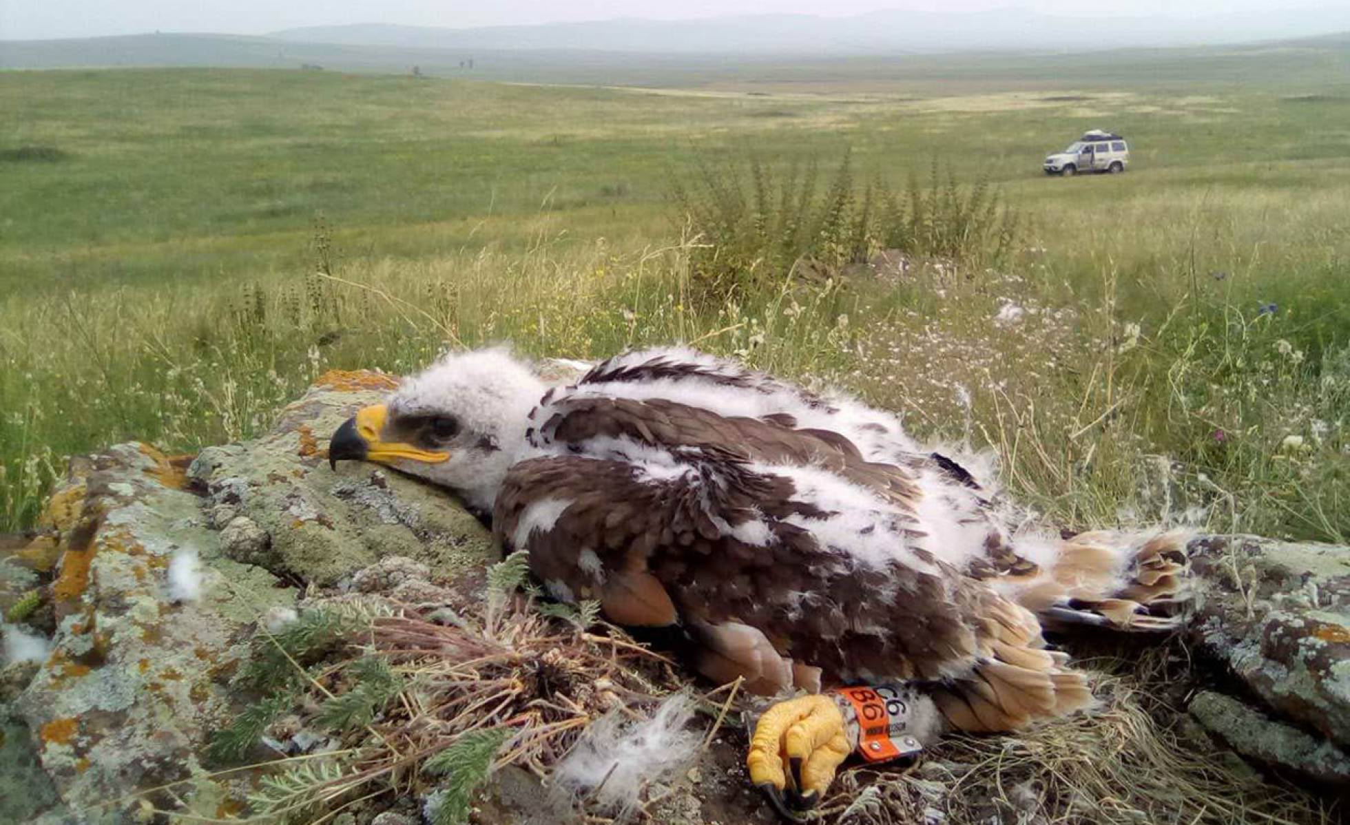 Unas águilas localizadas por SMS arruinan a los investigadores por el ‘roaming’