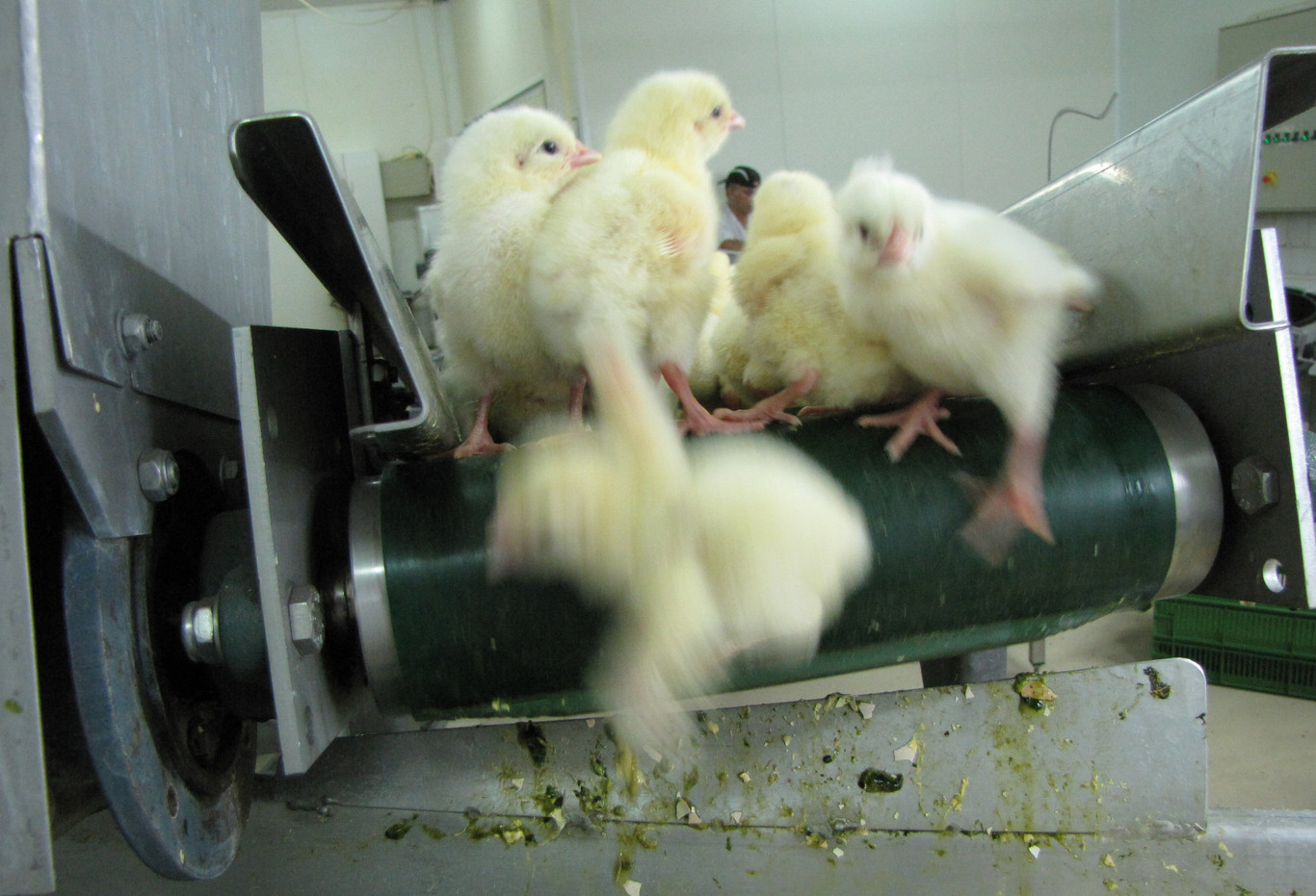 Francia se apunta el tanto animalista: prohíbida la matanza de pollitos macho con trituradoras