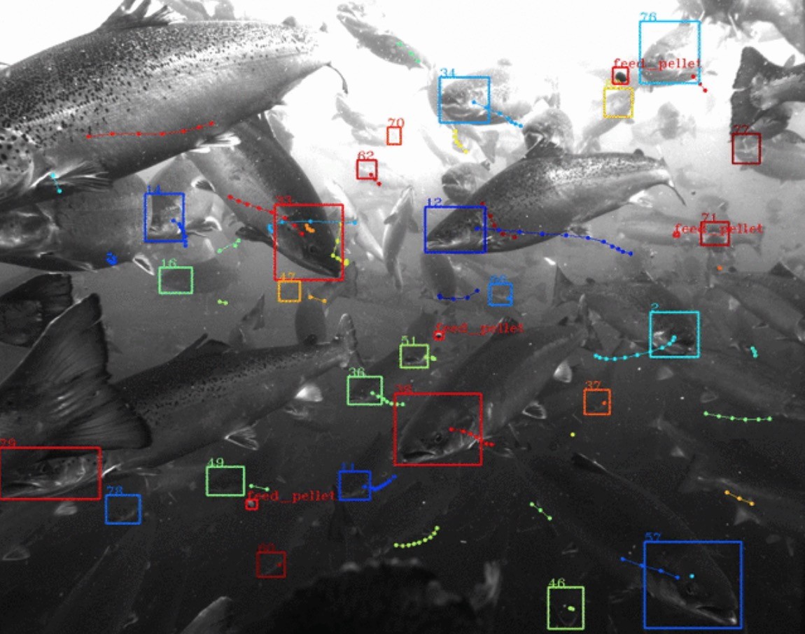 Tidal: el nuevo proyecto de Alphabet X es un "reconocimiento facial submarino" para analizar peces y océanos