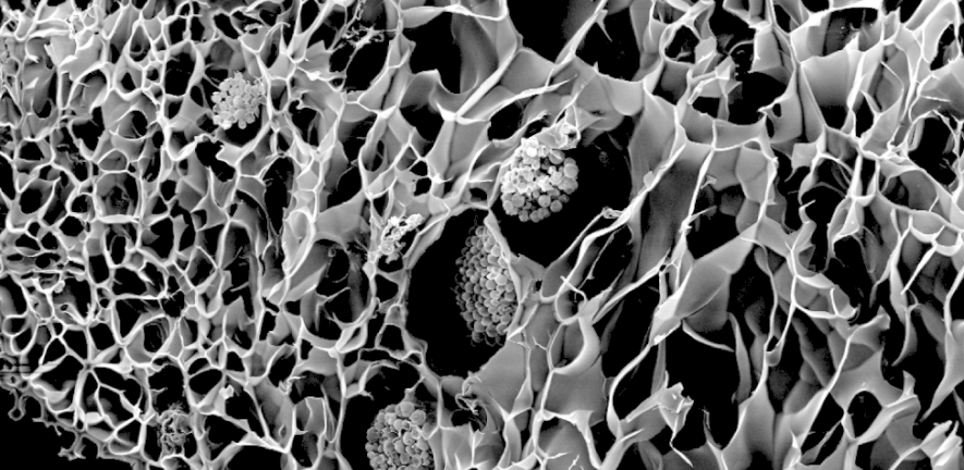 Estos 'corales biónicos' se han impreso en 3D y pueden ayudar a la fotosíntesis de los arrecifes