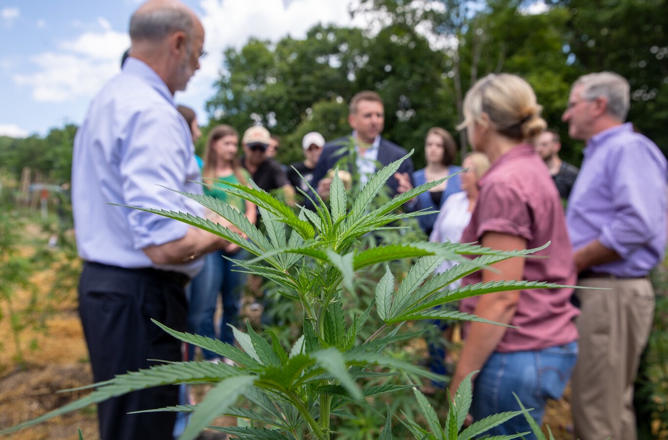 Almería, meca del cáñamo: así se intenta poner España a la cabeza de la "marihuana legal" de Europa