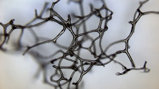 Nuevos fósiles sugieren que los animales ya existían hace 890 millones de años