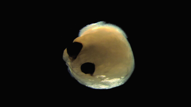 Este tejido orgánico ha sido fabricado en un laboratorio