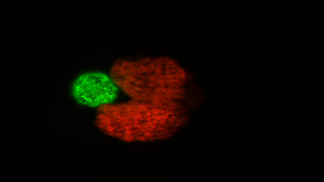 Una máquina biológica artificial capaz de reproducirse por sí sola