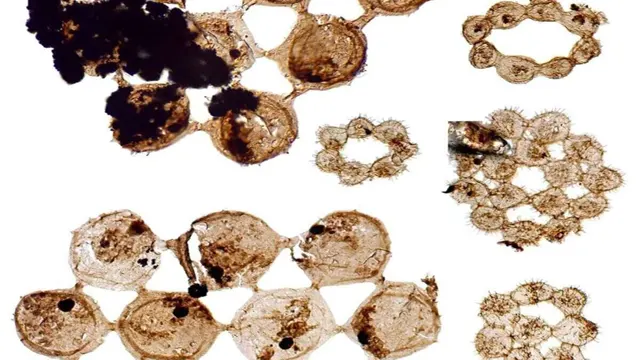 Estos fósiles tienen 500 millones de años