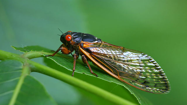 Estados Unidos está en medio de una invasión de criaturas