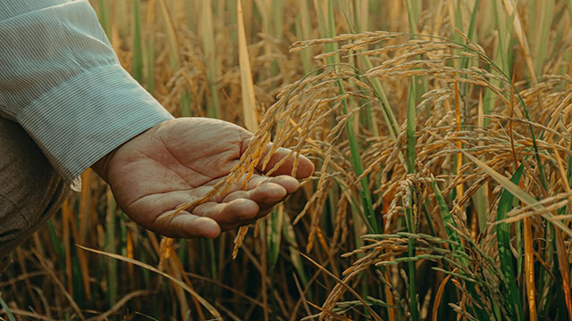 Noruega quiere acumular 82,500 toneladas de cereales antes de que acabe la década