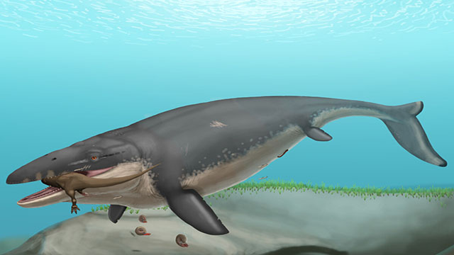 La ciencia está en alerta por el hallazgo de un monstruo marino en una mina marroquí