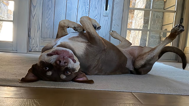 Un millonario pagó para clonar a su perro con la misma empresa que revivió al lobo huargo